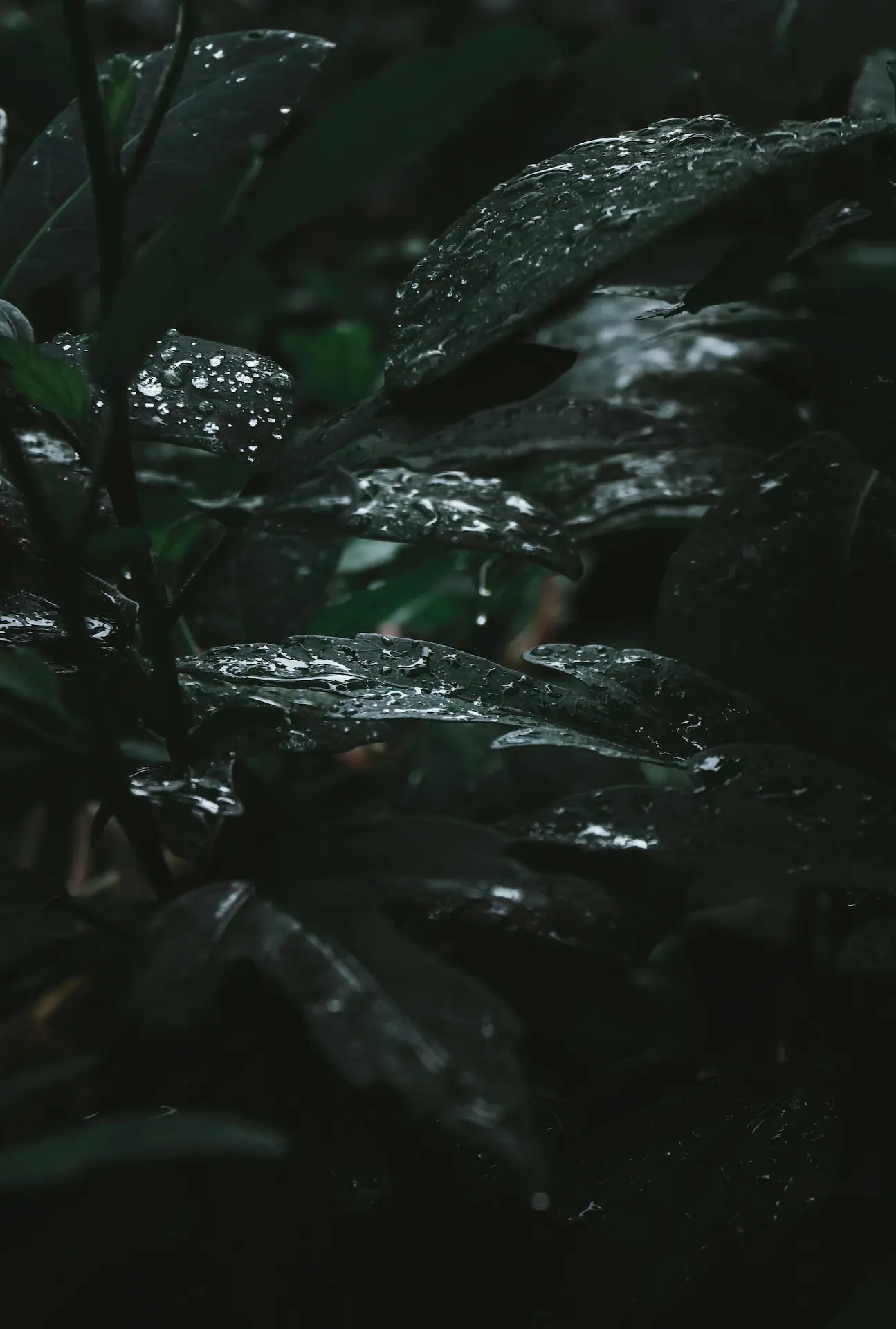 Rainleaf
