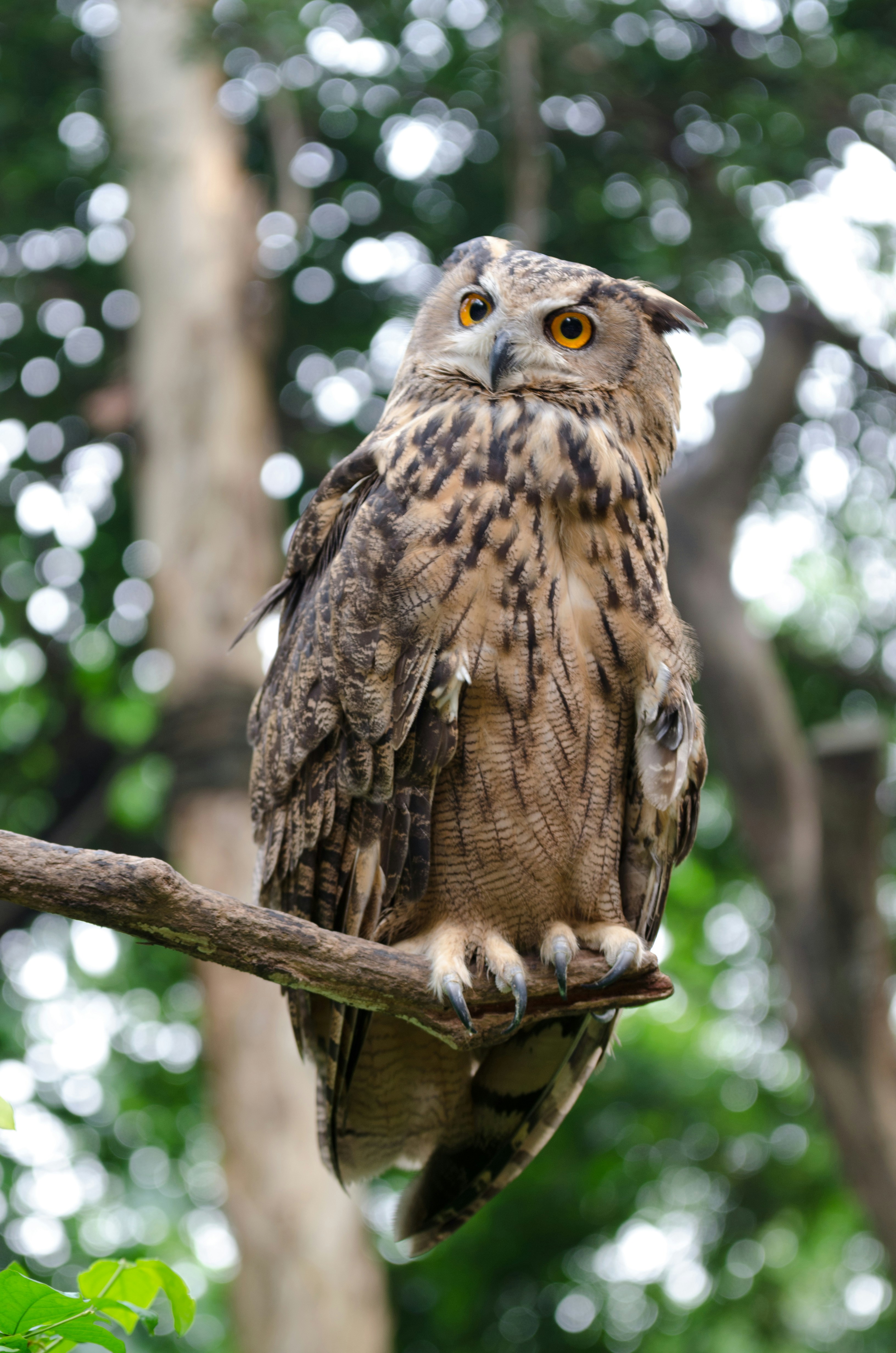 Owl — symbol of intelligence and wisdom
